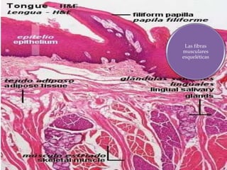 Las fibras 
musculares 
esqueléticas 
 