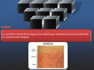 La superficie ventral de la lengua esta cubierta por epitelio escamoso estratificado 
no queratinizado delgado. 
 