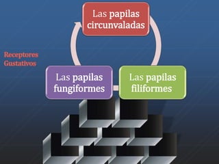 Las papilas 
circunvaladas 
Las papilas 
filiformes 
Las papilas 
fungiformes 
 