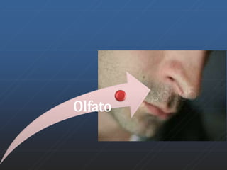 Olfato 
 