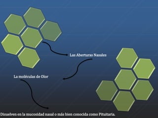 Las Aberturas Nasales 
La moléculas de Olor 
Disuelven en la mucosidad nasal o más bien conocida como Pituitaria. 
 