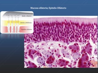 Mucosa olfatoria; Epitelio Olfatorio 
 