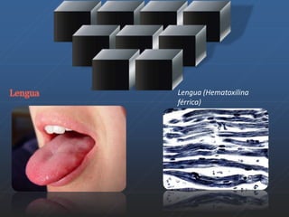Lengua (Hematoxilina 
férrica) 
 