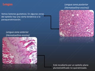Lengua zona anterior 
(Hematoxilina-eosina) 
Está recubierta por un epitelio plano 
pluriestratificado no queratinizado. 
Vemos botones gustativos. En algunas zonas 
del epitelio hay una cierta tendencia a la 
paraqueratinización. 
Lengua zona posterior 
(Hematoxilina-eosina)) 
 