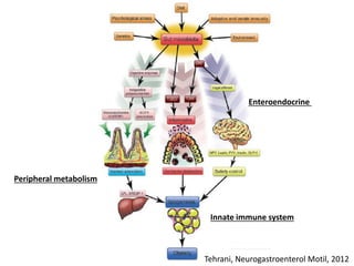 Tehrani, Neurogastroenterol Motil, 2012
Peripheral metabolism
Enteroendocrine
Innate immune system
 