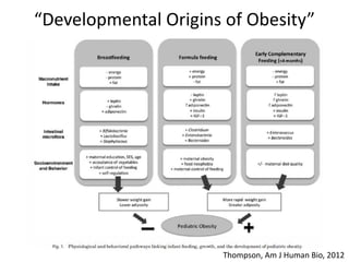 “Developmental Origins of Obesity”
Thompson, Am J Human Bio, 2012
 