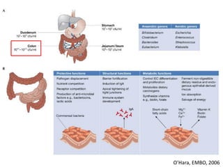 O’Hara, EMBO, 2006
 
