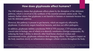 Glyphosate’s Suppression of Cytochrome P450 Enzymes and Amino Acid Biosynthesis by the Gut Microbiome:
Pathways to Modern Diseases by Anthony Samsel and Stephanie Seneff
How does glyphosate affect humans?
The GM industry claims that glyphosate affects plants by the disruption of the shikimate
pathway, which is involved in the synthesis of the essential aromatic amino acids. The
industry further claims that glyphosate is not harmful to humans or mammals because they
lack the shikimate pathway.
However, this pathway is present in gut bacteria, which are negatively affected by
glyphosate. It selectively targets beneficial bacteria, and does not affect pathogens.
In addition, glyphosate inhibits cytochrome P450 (CYP) enzymes. CYP enzymes play
crucial roles in biology, one of which is to detoxify xenobiotics (foreign compounds). By
reducing the body’s ability to detoxify other food-borne chemical residues and
environmental toxins, glyphosate enhances their damaging effects. The negative impact on
the body manifests slowly as inflammation damages cellular systems throughout the body.
 