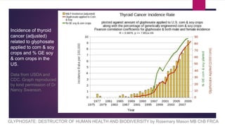 GLYPHOSATE: DESTRUCTOR OF HUMAN HEALTH AND BIODIVERSITY by Rosemary Mason MB ChB FRCA
Incidence of thyroid
cancer (adjusted)
related to glyphosate
applied to corn & soy
crops and % GE soy
& corn crops in the
US.
Data from USDA and
CDC. Graph reproduced
by kind permission of Dr
Nancy Swanson.
 