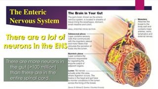 The Enteric
Nervous System
There are more neurons in
the gut (>100 million)
than there are in the
entire spinal cord.
There are a lot of
neurons in the ENS
 