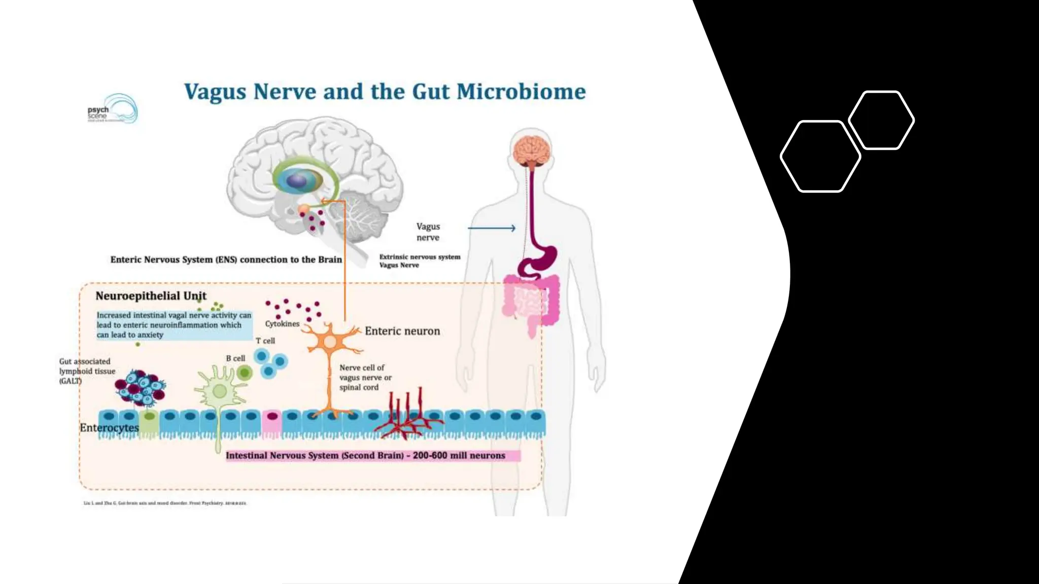 Gut-brain communication pathways