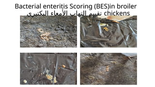 Bacterial enteritis Scoring (BES)in broiler
‫البكتيري‬ ‫األمعاء‬ ‫التهاب‬ ‫تقييم‬ chickens
 