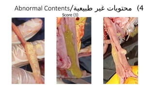 )4
/‫طبيعية‬ ‫غير‬ ‫محتويات‬
Abnormal Contents
Score (1)
 