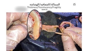 )5
/ /
‫الهشاشة‬ ‫الشفافية‬ ‫السماكة‬
Thickness/Translucency/Fragility
Score (1)
 