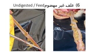 )6
‫مهضوم‬ ‫غير‬ '
‫ف‬‫عل‬
Undigested / Feed
 