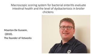 Macroscopic scoring system for bacterial enteritis evaluate
intestinal health and the level of dysbacteriosis in broiler
chickens
Maarten De Gussem,
(2010).
The founder of Vetworks
 