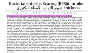 Bacterial enteritis Scoring (BES)in broiler
‫البكتيري‬ ‫األمعاء‬ ‫التهاب‬ ‫تقييم‬ chickens
 