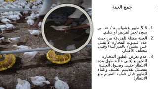 )
‫العينة‬ ‫جمع‬
.1
5-6
/
‫عن''''بر‬ ‫عشوائي''''ة‬ ‫طيور‬
.‫سليم‬ ‫أو‬ ‫لمريض‬ ‫تحيز‬ ‫بدون‬
.2
‫'ث‬
‫ي‬‫ح‬ ‫'ن‬
‫م‬ ‫'ة‬
‫ع‬‫للمزر‬ ‫'ة‬
‫ل‬‫ممث‬ ‫'ة‬
‫ن‬‫العي‬
(
‫يق''ل‬ ‫ال‬ ‫المختارة‬ ‫ال''بيوت‬ ‫عدد‬
) /
‫وف''ي‬ ‫بالمزرع''ة‬ ‫بيتي''ن‬ ‫ع''ن‬
.‫األعمار‬ ‫مختلف‬
.3
‫المختارة‬ ‫الطيور‬ ‫تعرض‬ ‫عدم‬
(
‫مدة‬ ‫طول‬ ‫حال''ة‬ ‫ف''ي‬ ‫للتجوي''ع‬
‫العين''ة‬ ‫وص''ول‬ ‫حت''ى‬ ‫االنتظار‬
‫والماء‬ ‫العل'''ف‬ ‫تقدي'''م‬ ‫يفض'''ل‬
‫م'ع‬ ‫التقيي'م‬ ‫عملي'ة‬ ‫قب'ل‬ ‫للطيور‬
)‫االنتظار‬
 