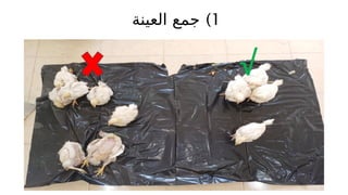 )1
‫العينة‬ ‫جمع‬
√
 