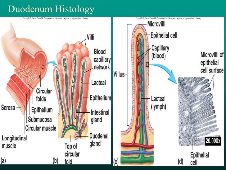 chemical digestion