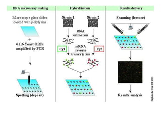 Gut bacteria in young diabetic kids show differences | PPT