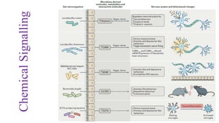 Chemical
Signalling
 
