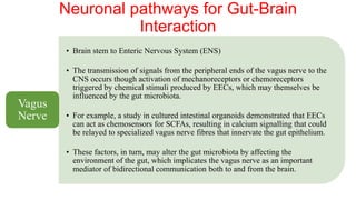Neuronal pathways for Gut-Brain
Interaction
• Brain stem to Enteric Nervous System (ENS)
• The transmission of signals from the peripheral ends of the vagus nerve to the
CNS occurs though activation of mechanoreceptors or chemoreceptors
triggered by chemical stimuli produced by EECs, which may themselves be
influenced by the gut microbiota.
• For example, a study in cultured intestinal organoids demonstrated that EECs
can act as chemosensors for SCFAs, resulting in calcium signalling that could
be relayed to specialized vagus nerve fibres that innervate the gut epithelium.
• These factors, in turn, may alter the gut microbiota by affecting the
environment of the gut, which implicates the vagus nerve as an important
mediator of bidirectional communication both to and from the brain.
Vagus
Nerve
 