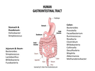 Stomach &
Duodenum-
Helicobacter
Streptococcus
Jejunum & Ileum-
Bacteroides
Streptococcus
Lactobacillius
Bifidobacteria
Fusobacteria
Colon-
Bacteroides
Prevotella
Facaelbacterium
Ruminococcus
Roseburia
Clostridium
Bifidobacteria
Collinsella
Desulfovibrio
Bilophila
Akkermansia
Methanobrevibacter
 