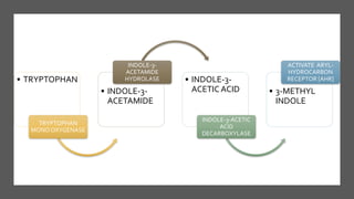 • TRYPTOPHAN
TRYPTOPHAN
MONO OXYGENASE
• INDOLE-3-
ACETAMIDE
INDOLE-3-
ACETAMIDE
HYDROLASE • INDOLE-3-
ACETIC ACID
INDOLE-3-ACETIC
ACID
DECARBOXYLASE
• 3-METHYL
INDOLE
ACTIVATE ARYL-
HYDROCARBON
RECEPTOR [AHR]
 