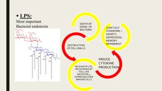 DEATH OF
GRAM –VE
BACTERIA
DESTRUCTION
OF CELL WALLS
RELEASEOF LPS,
RECOGNISED BY
TOLL LIKE
RECEPTOR 4,
EXPRESSEDOVER
IMMUNECELLS
INDUCE
CYTOKINE
PRODUCTION
LEAKY GUT
SYNDROME +
ANXIETY,
DEPRESSION,
MEMORY
IMPAIRMENT
 LPS:
Most important
Bacterial endotoxin
 