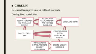 ■ GHRELIN
Released from proximal A cells of stomach.
During food restriction.
FOOD
RESTRICTION/FASTI
NG, INCREASED
GHRELIN
RECEPTORON
VAGALAFFERENT
AND NODOSE
GANGLION
SIGNALSTO BRAIN
DIRECTLY CROSS
BBB
HYPOTHALAMUS
[FOOD
REGULATORY
CENTRE]
INDUCES FOOD
INTAKE, PROMOTE
MEMORY
REGULATION
BINDTO GROWTH
HORMONE
 