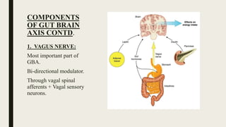 COMPONENTS
OF GUT BRAIN
AXIS CONTD.
1. VAGUS NERVE:
Most important part of
GBA.
Bi-directional modulator.
Through vagal spinal
afferents + Vagal sensory
neurons.
 