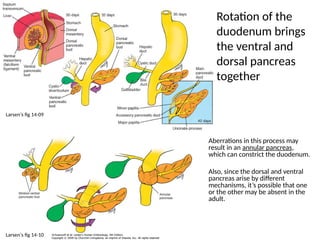 Comprehensive Overview of Gastrointestinal System Development and ...