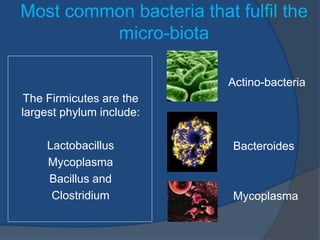 Most common bacteria that fulfil the
micro-biota
The Firmicutes are the
largest phylum include:
Lactobacillus
Mycoplasma
Bacillus and
Clostridium
Actino-bacteria
Bacteroides
Mycoplasma
 