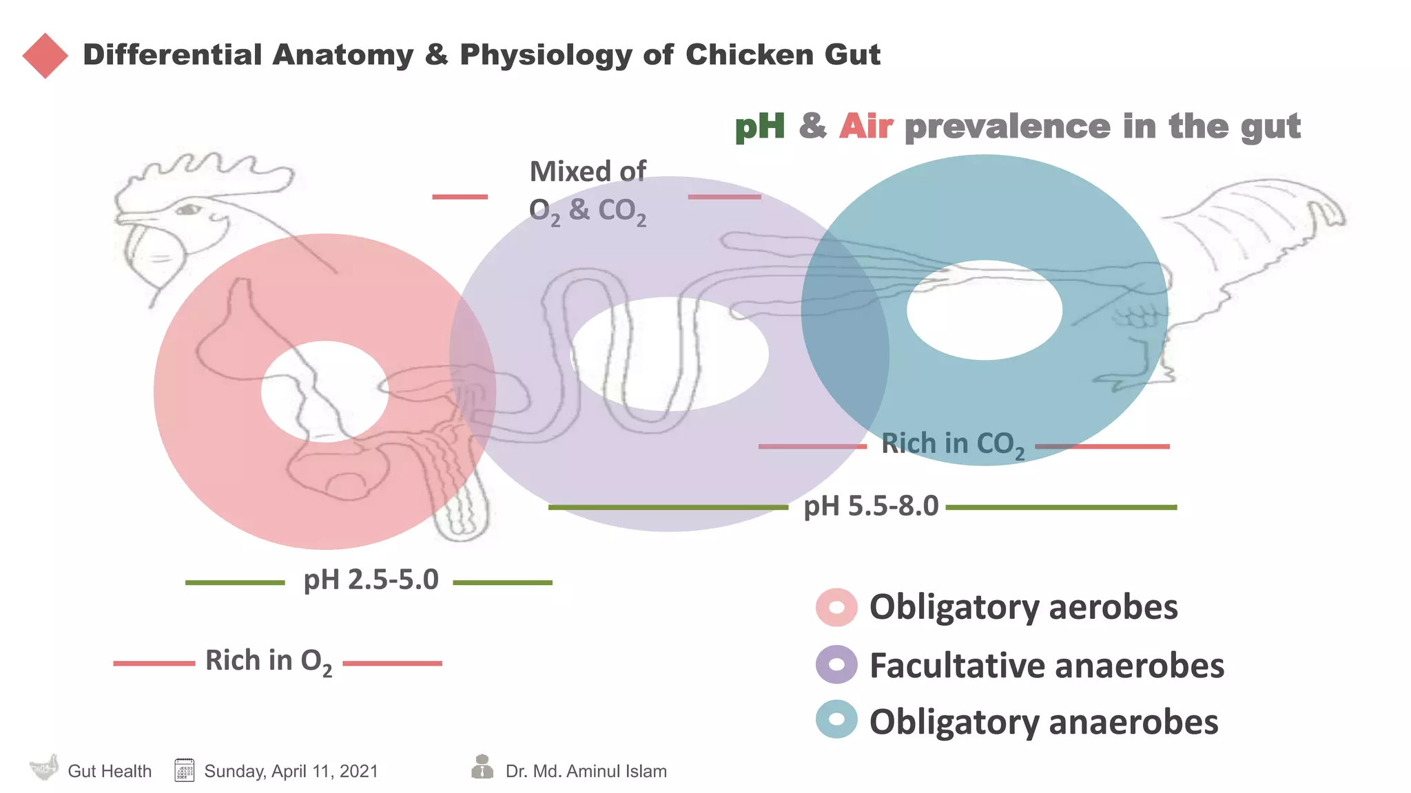 Curated visual reference: Cricket Gut Loading For Improved Poultry Health Reference: Gut Health The Pillar Of All Production Success In Poultry