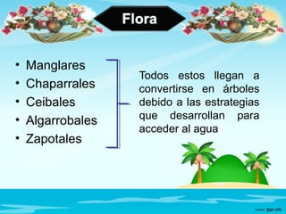 • Manglares
• Chaparrales
• Ceibales
• Algarrobales
• Zapotales
Todos estos llegan a
convertirse en árboles
debido a las estrategias
que desarrollan para
acceder al agua
 