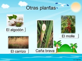 Otras plantas
El algodónEl algodón
El carrizoEl carrizo
El molleEl molle
Caña bravaCaña brava