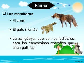  Los mamíferos
• El zorro
• El gato montés
• La zarigüeya, que son perjudiciales
para los campesinos costeños que
crían gallinas.