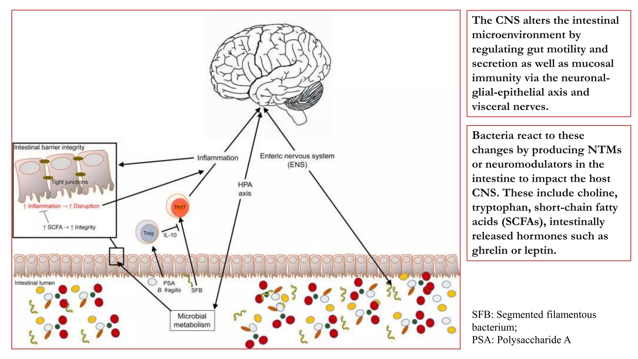 View of Gut Microbiome and Multiple Sclerosis.pptx