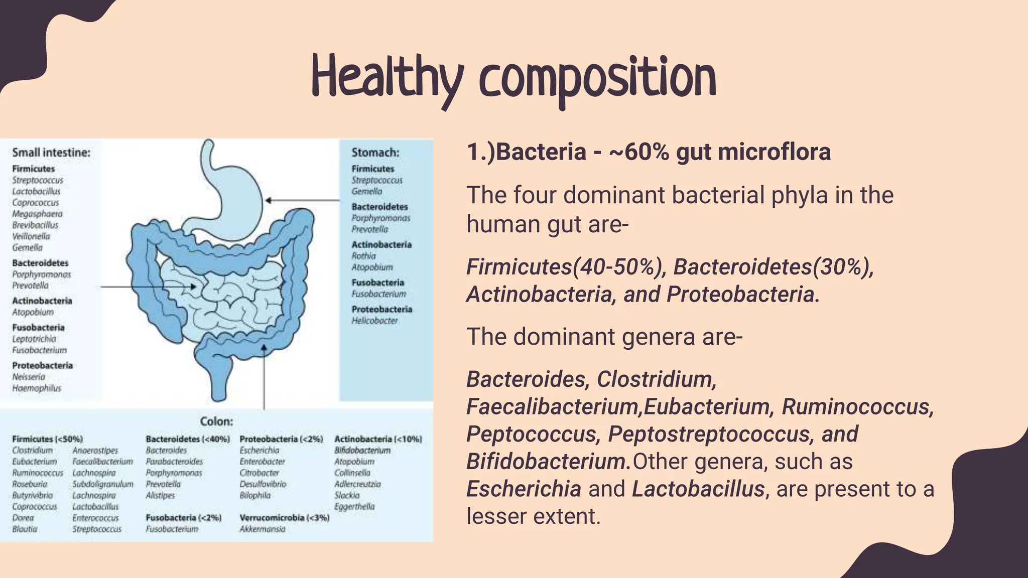 Healthy composition
1.)Bacteria - ~60% gut microflora
The four dominant bacterial phyla in the
human gut are-
Firmicutes(40-50%), Bacteroidetes(30%),
Actinobacteria, and Proteobacteria.
The dominant genera are-
Bacteroides, Clostridium,
Faecalibacterium,Eubacterium, Ruminococcus,
Peptococcus, Peptostreptococcus, and
Bifidobacterium.Other genera, such as
Escherichia and Lactobacillus, are present to a
lesser extent.
 