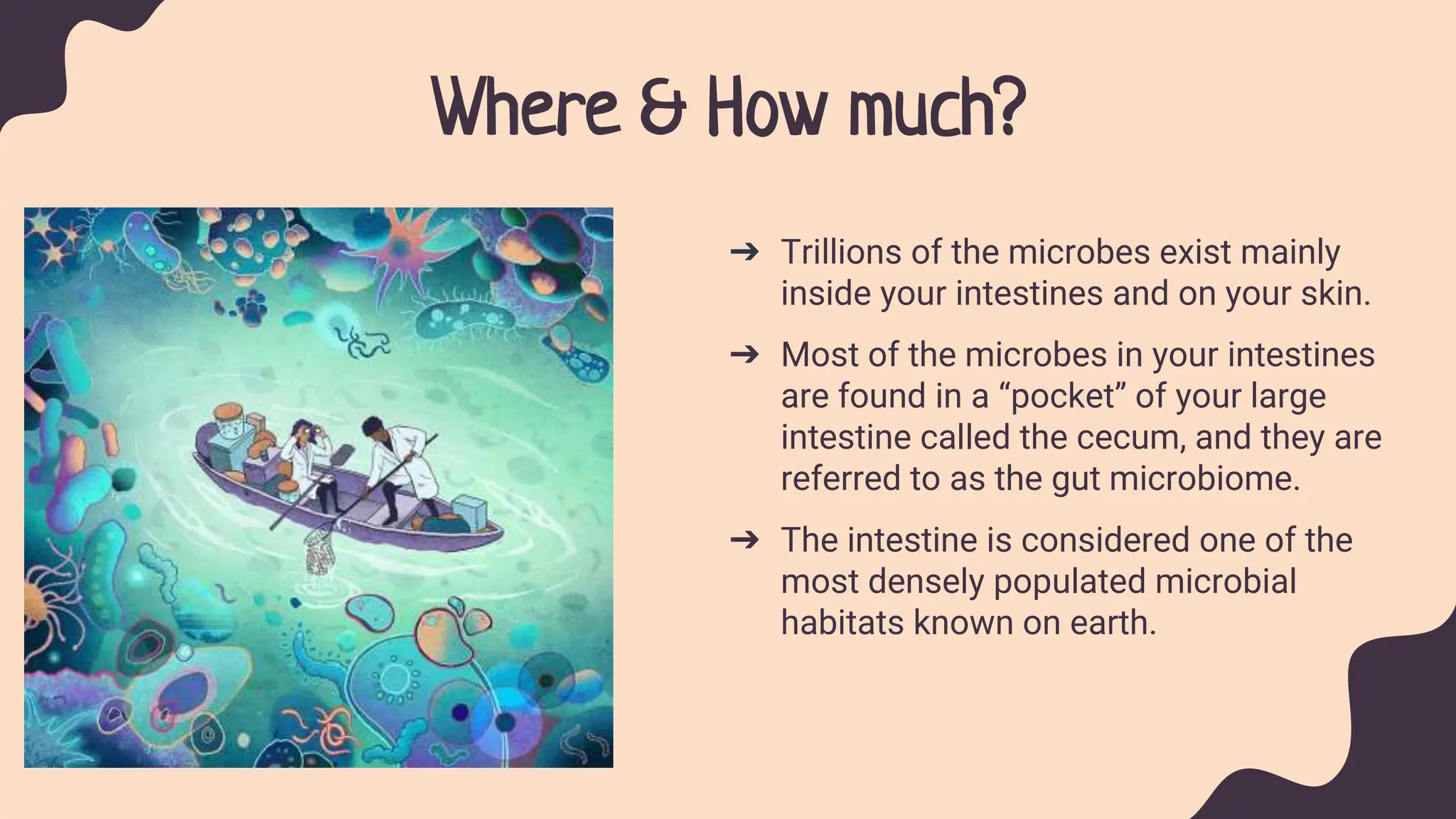 Where & How much?
➔ Trillions of the microbes exist mainly
inside your intestines and on your skin.
➔ Most of the microbes in your intestines
are found in a “pocket” of your large
intestine called the cecum, and they are
referred to as the gut microbiome.
➔ The intestine is considered one of the
most densely populated microbial
habitats known on earth.
 
