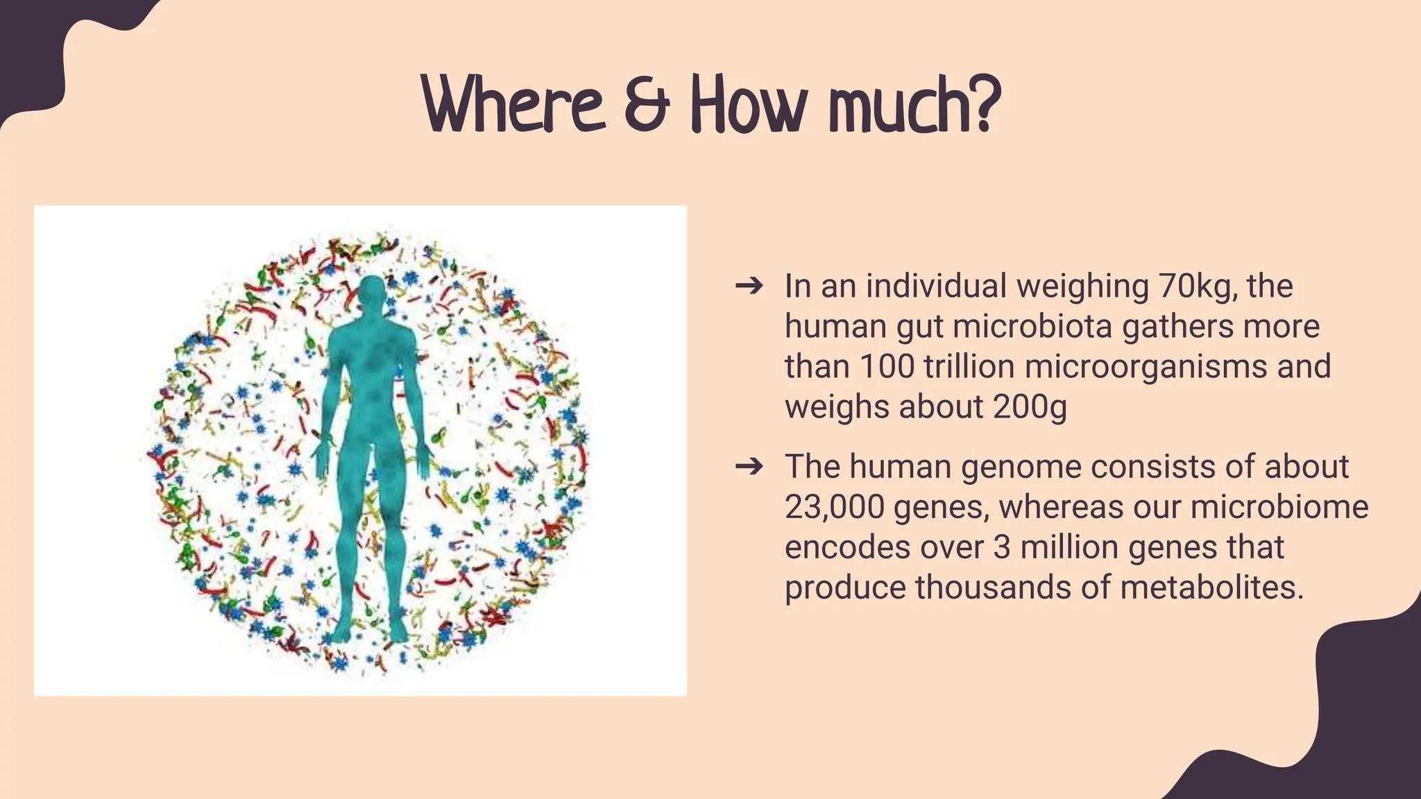 Where & How much?
➔ In an individual weighing 70kg, the
human gut microbiota gathers more
than 100 trillion microorganisms and
weighs about 200g
➔ The human genome consists of about
23,000 genes, whereas our microbiome
encodes over 3 million genes that
produce thousands of metabolites.
 