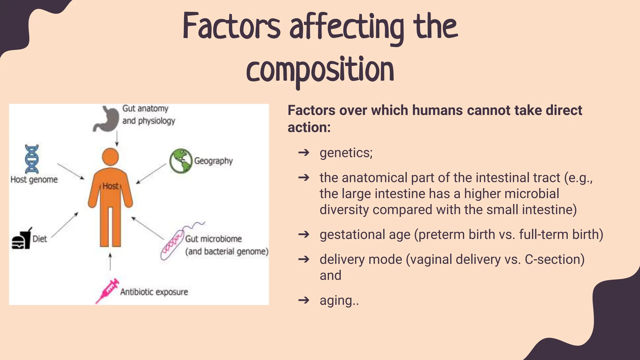 Factors affecting the
composition
Factors over which humans cannot take direct
action:
➔ genetics;
➔ the anatomical part of the intestinal tract (e.g.,
the large intestine has a higher microbial
diversity compared with the small intestine)
➔ gestational age (preterm birth vs. full-term birth)
➔ delivery mode (vaginal delivery vs. C-section)
and
➔ aging..
 