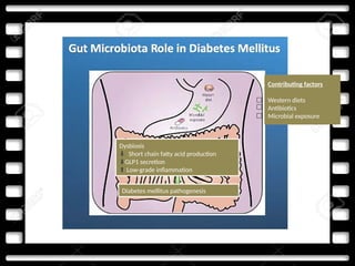 Dysbiosis
⬇ Short chain fatty acid production
⬇GLP1 secretion
⬆ Low-grade inflammation
Diabetes mellitus pathogenesis
Contributing factors
Western diets
Antibiotics
Microbial exposure
📩
📩
📩
 