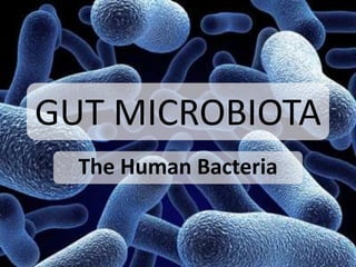 GUT MICROBIOTA
The Human Bacteria
 