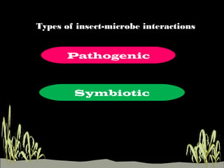 Lepidopteran gut microflora | PPT