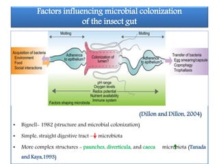 Gut microflora and their role in susceptibility of lepidopteran pests ...