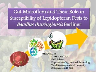 Gut Microflora and Their Role in
Susceptibility of Lepidopteran Pests to
Bacillus thuringiensis Berliner
PRESENTED BY
K. PREMALATHA
Ph.D. Scholar
Department of Agricultural Entomology
Tamil Nadu Agricultural University
Coimbatore- 641 003
 