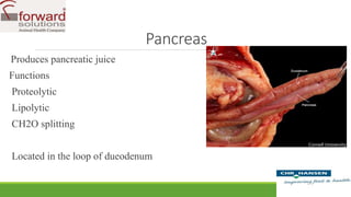 Gut physiology and health importance in commercial poultry | PPTX