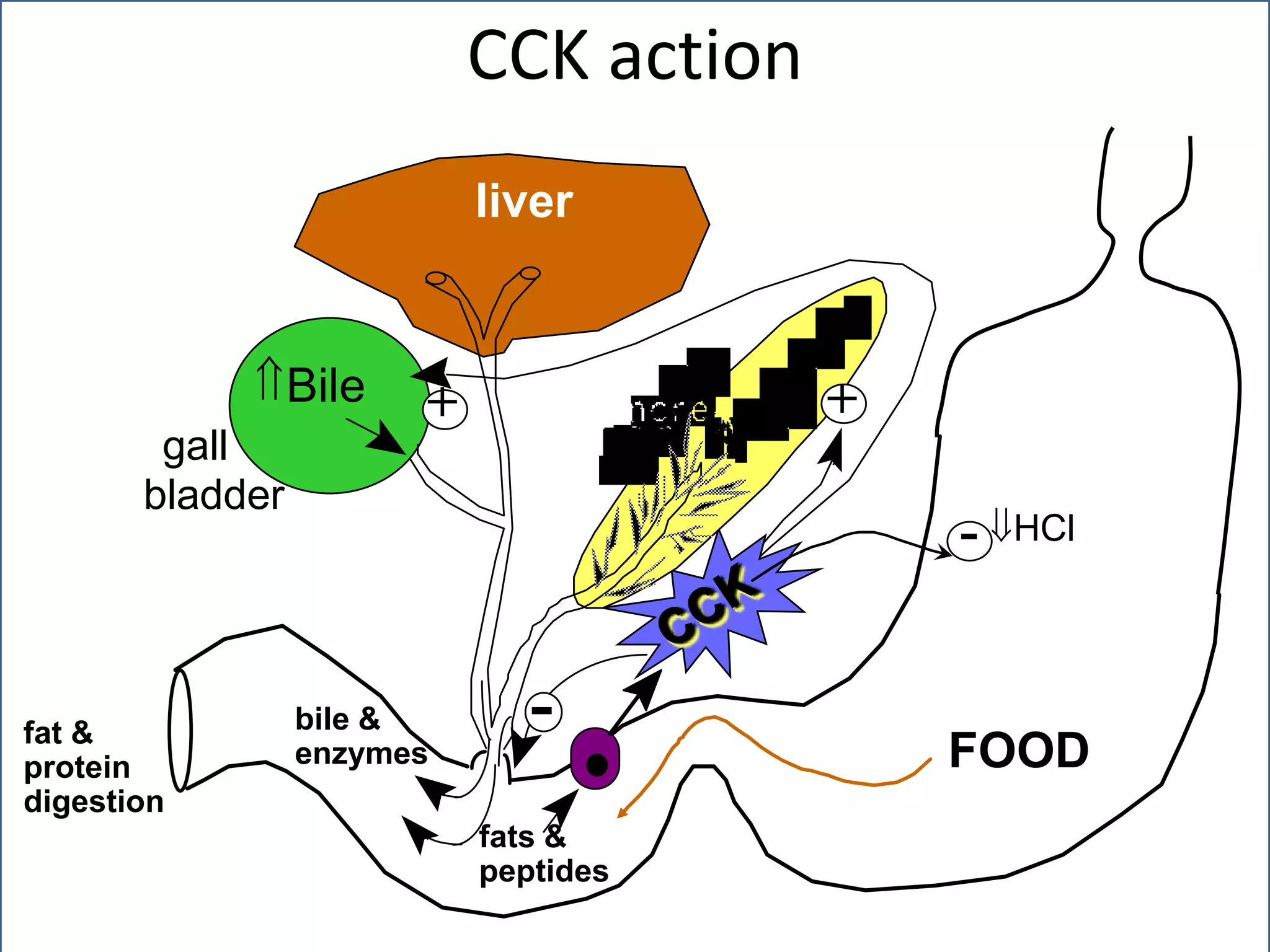 CCK action
liver

 Bile
gall
bladder

fat &
protein
digestion

+

+

- HCl

bile &
enzymes

fats &
peptides

FOOD

 